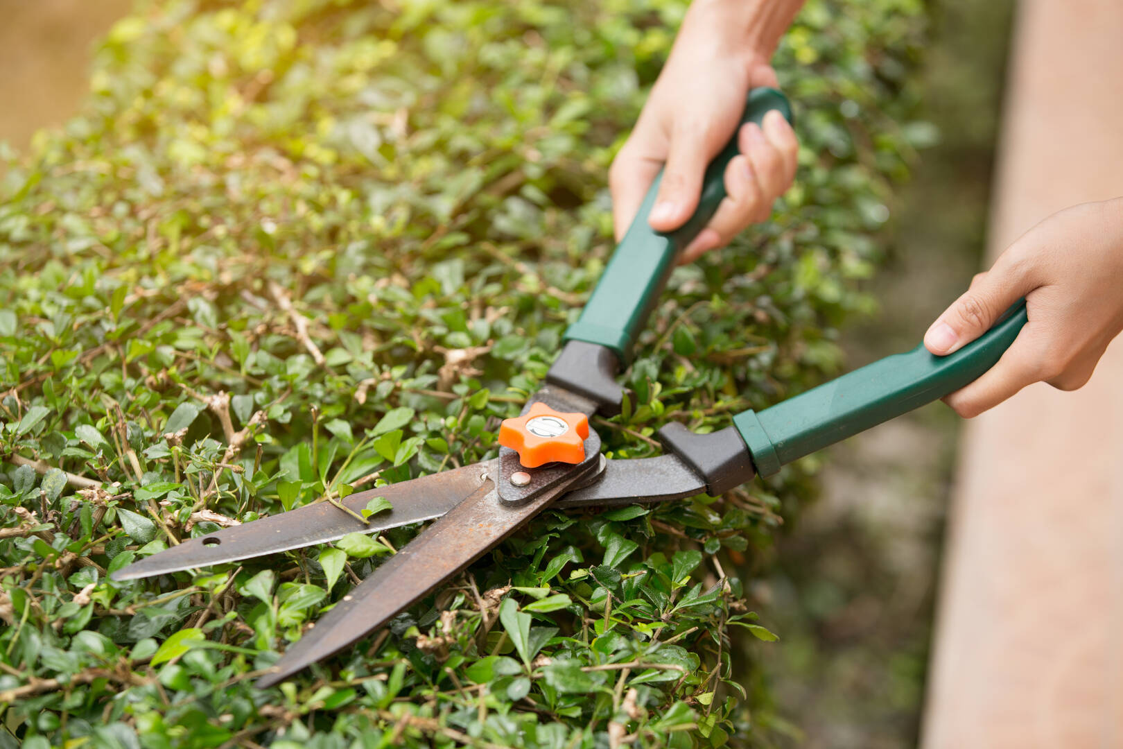 Global Arborist Australia